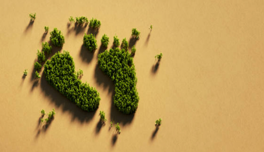 How to Lower Your Carbon Footprint: A Journey Towards Sustainable Living