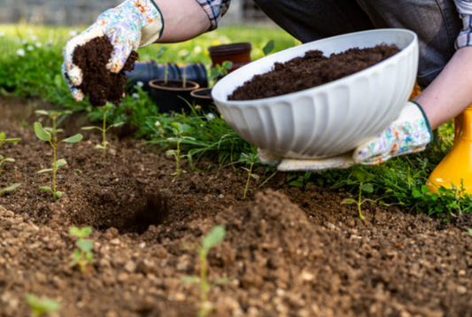 Sowing Seeds of Sustainability: Gardening Tips for the Earth-Conscious